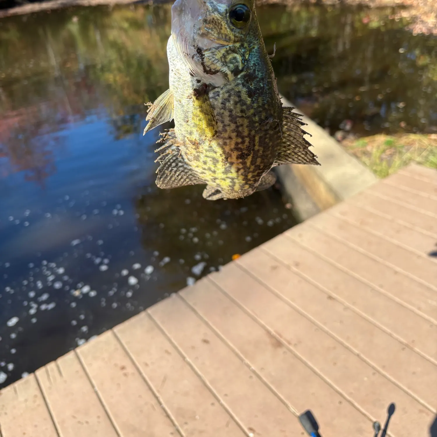 Black crappie caught on Fishbrain