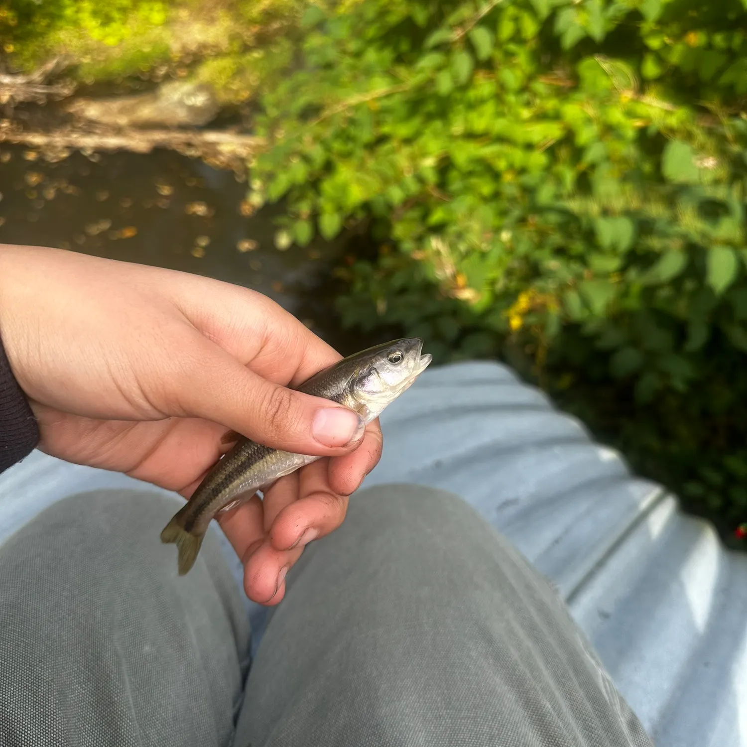 Creek chub caught on Fishbrain
