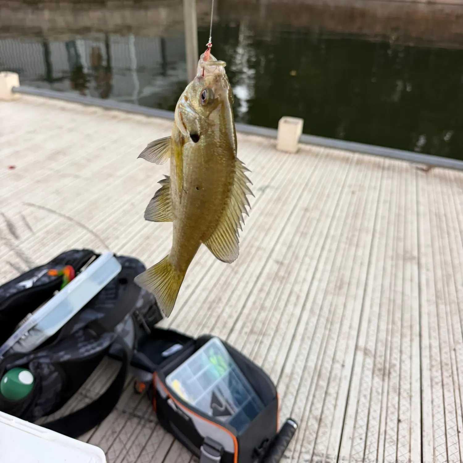 Bluegill caught on Fishbrain