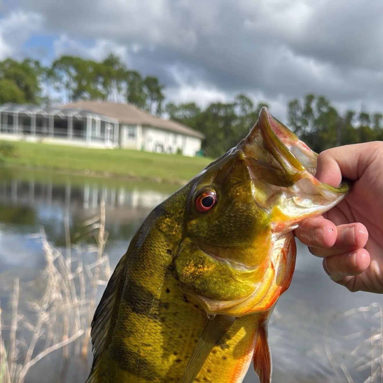 Butterfly peacock bass caught on Fishbrain