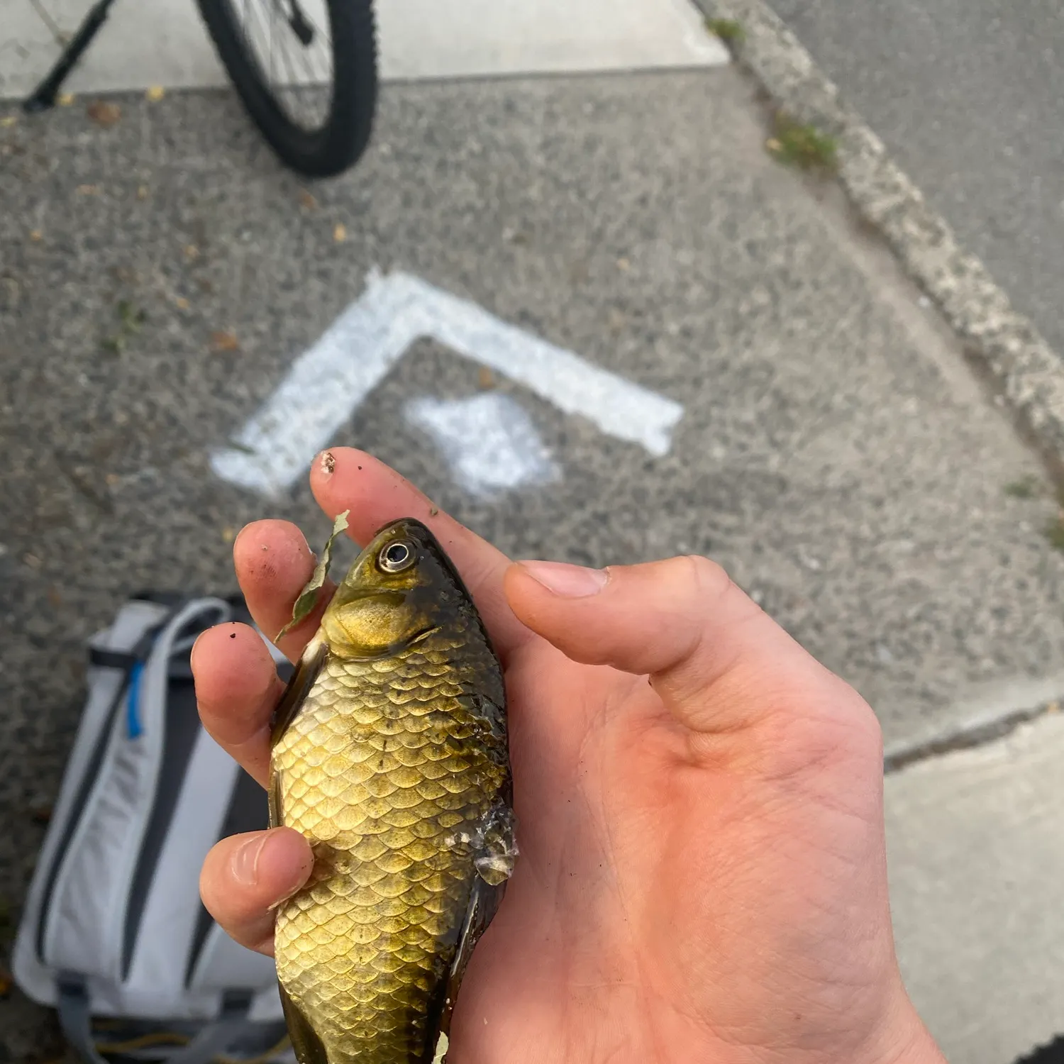 Crucian carp caught on Fishbrain