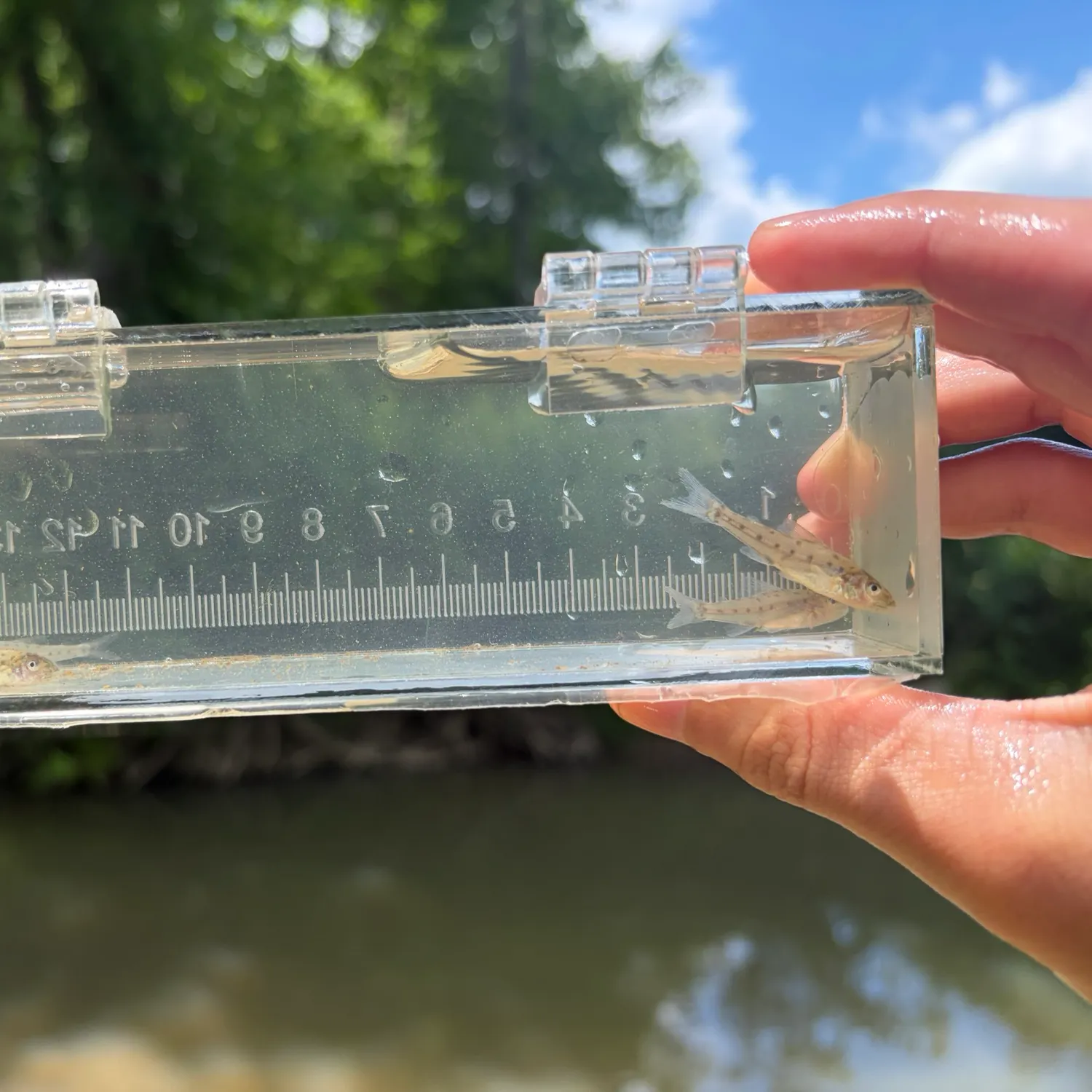 The most recent Trout-perch catches on Fishbrain