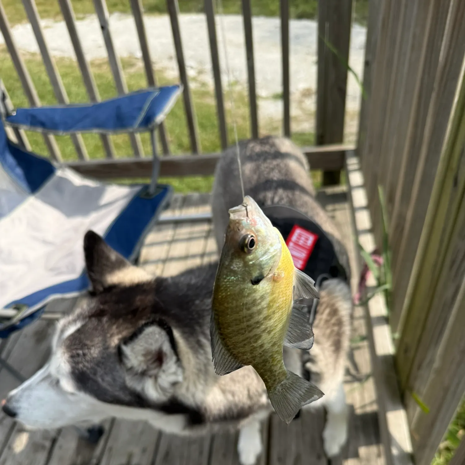Bluegill caught on Fishbrain