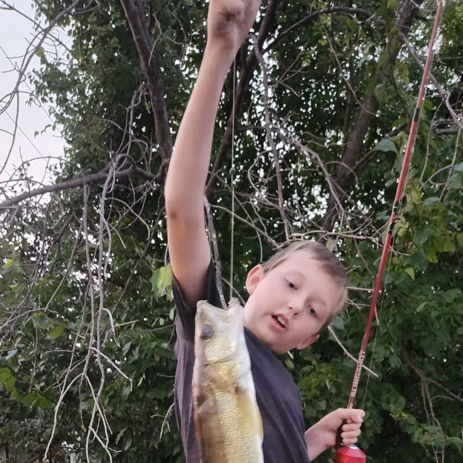 Walleye caught on Fishbrain
