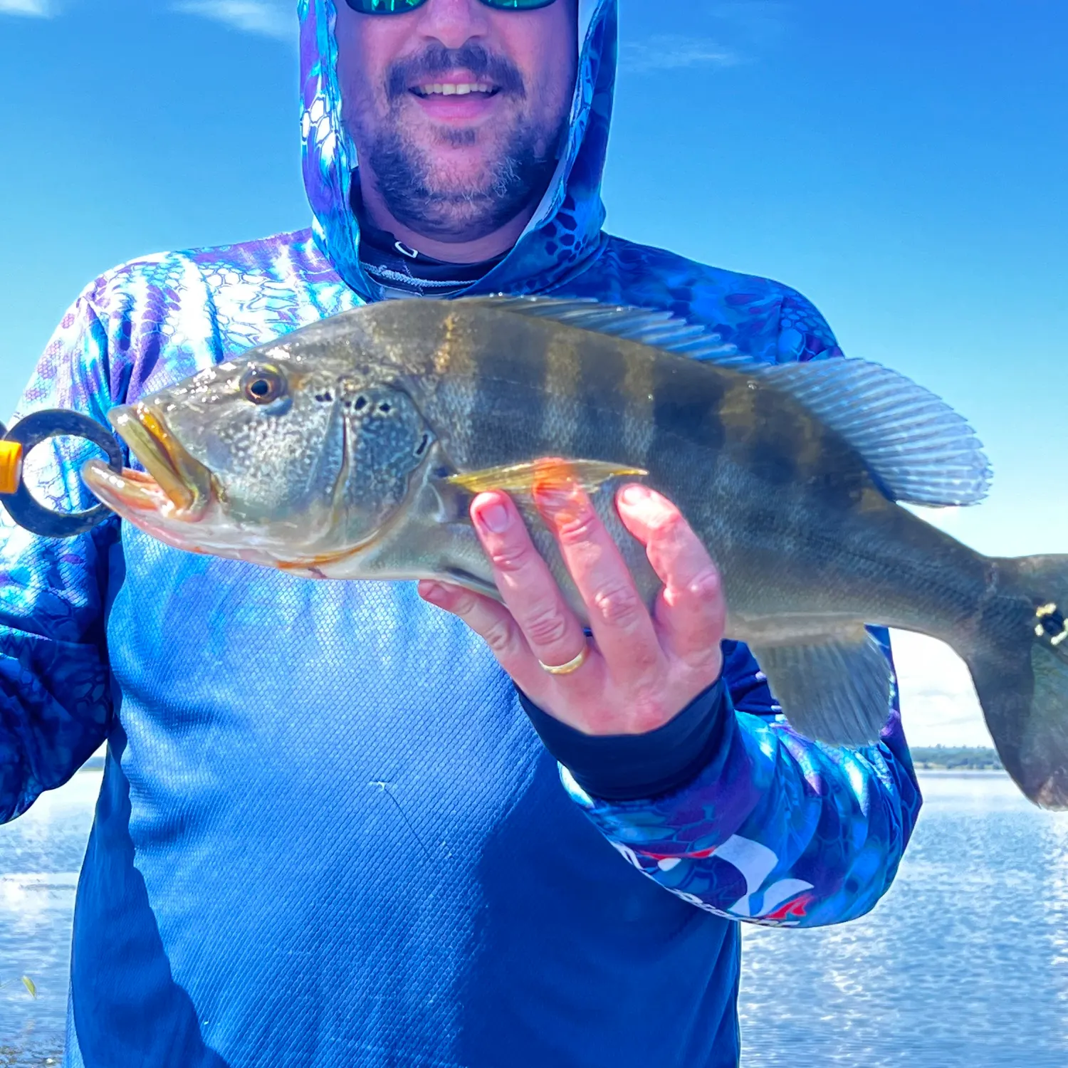 The most recent Blue peacock bass catches on Fishbrain