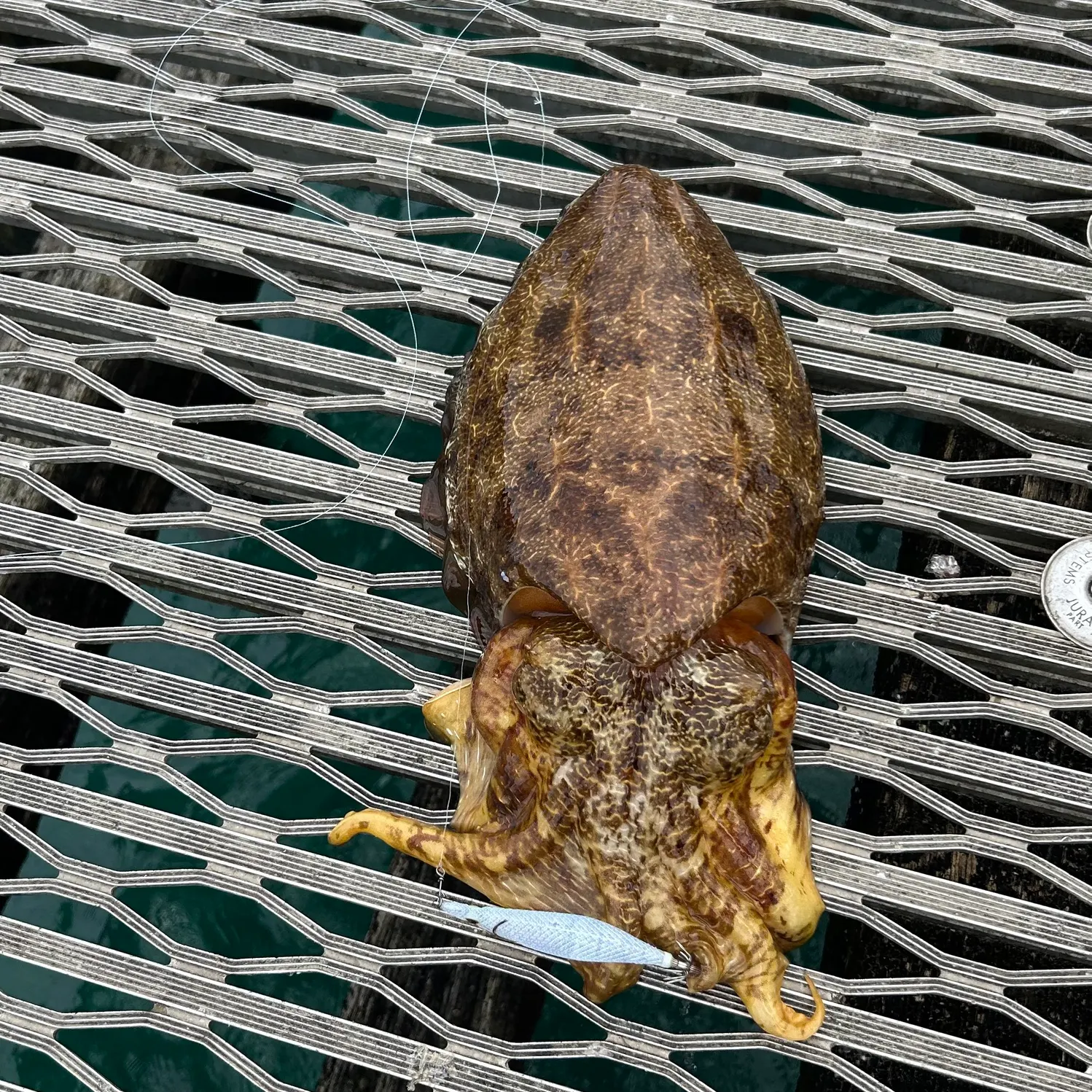 The most recent Common cuttlefish catches on Fishbrain