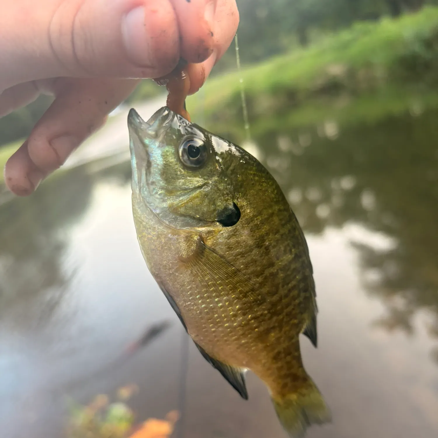 Bluegill caught on Fishbrain