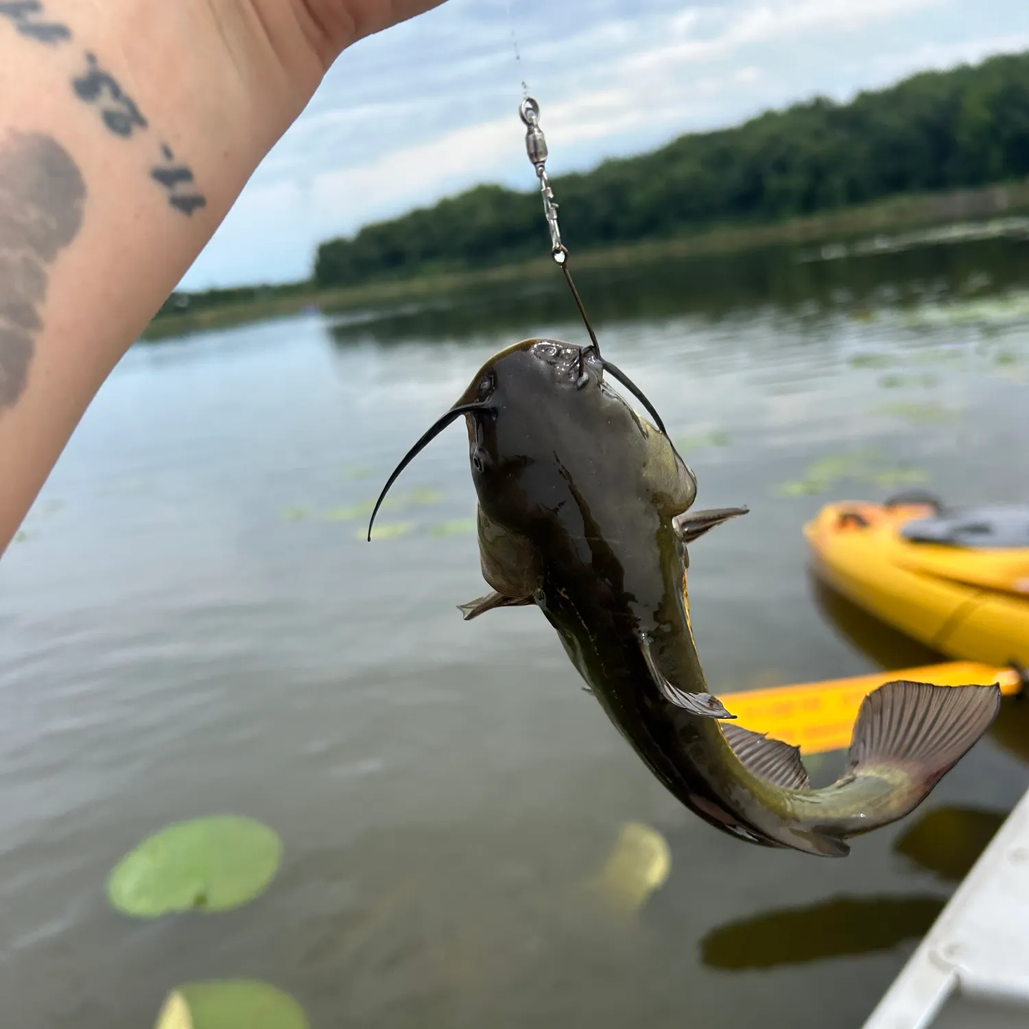 recently logged catches