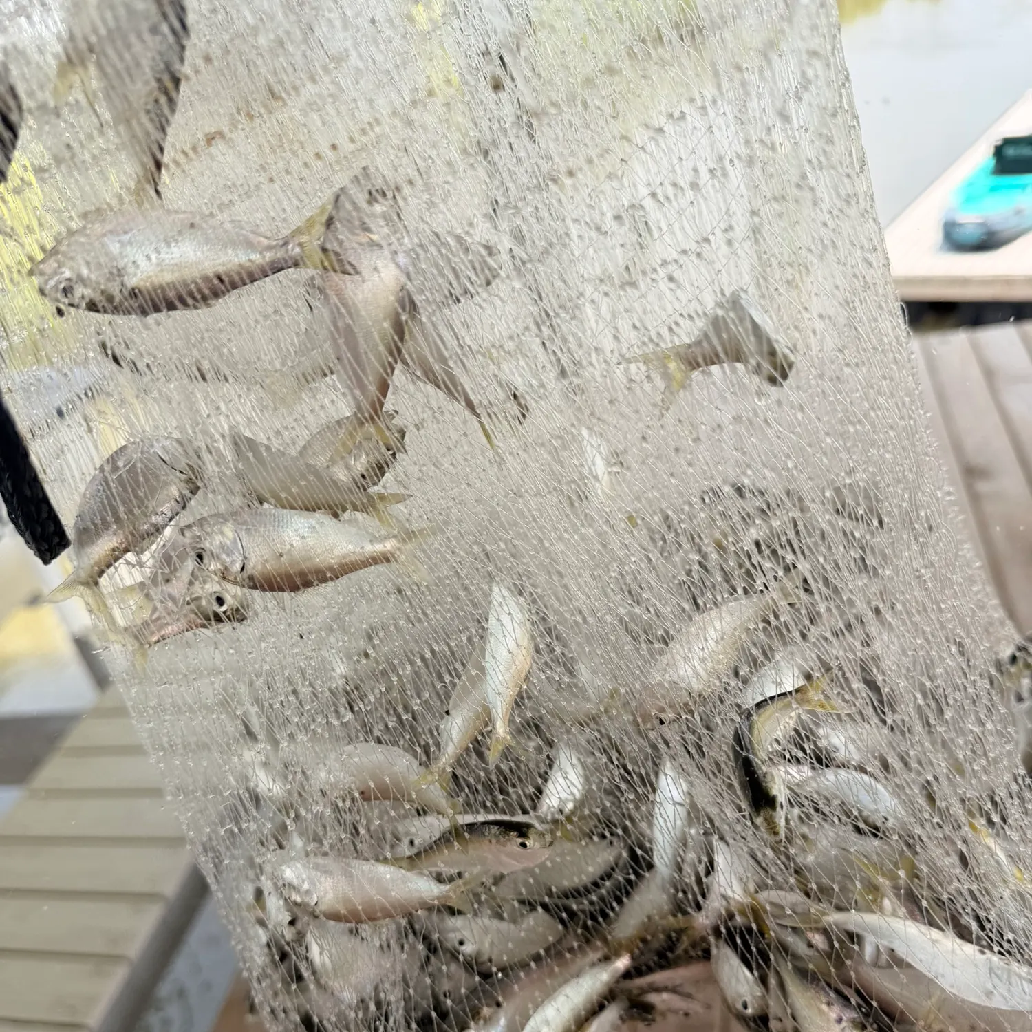 The most recent Scaled herring catches on Fishbrain