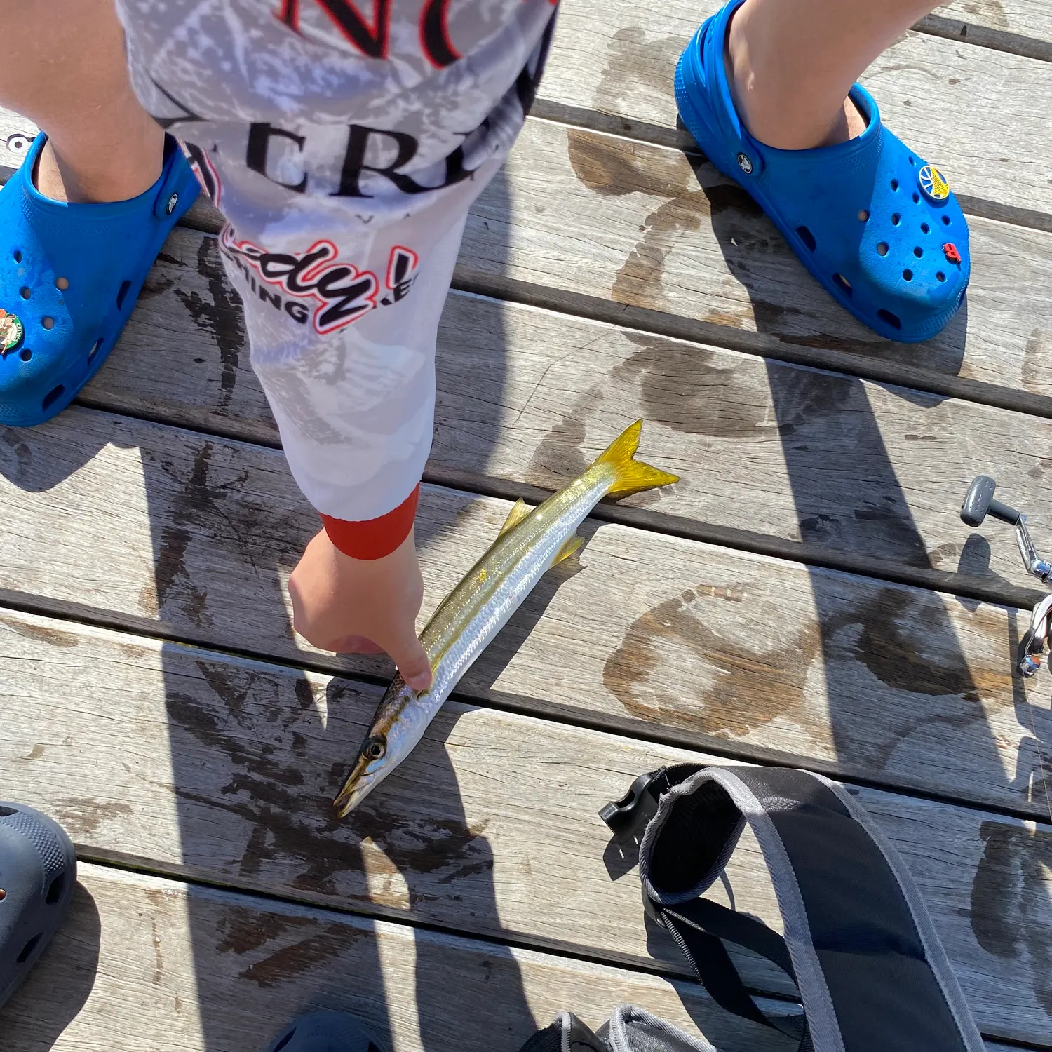 The most recent Australian barracuda catches on Fishbrain