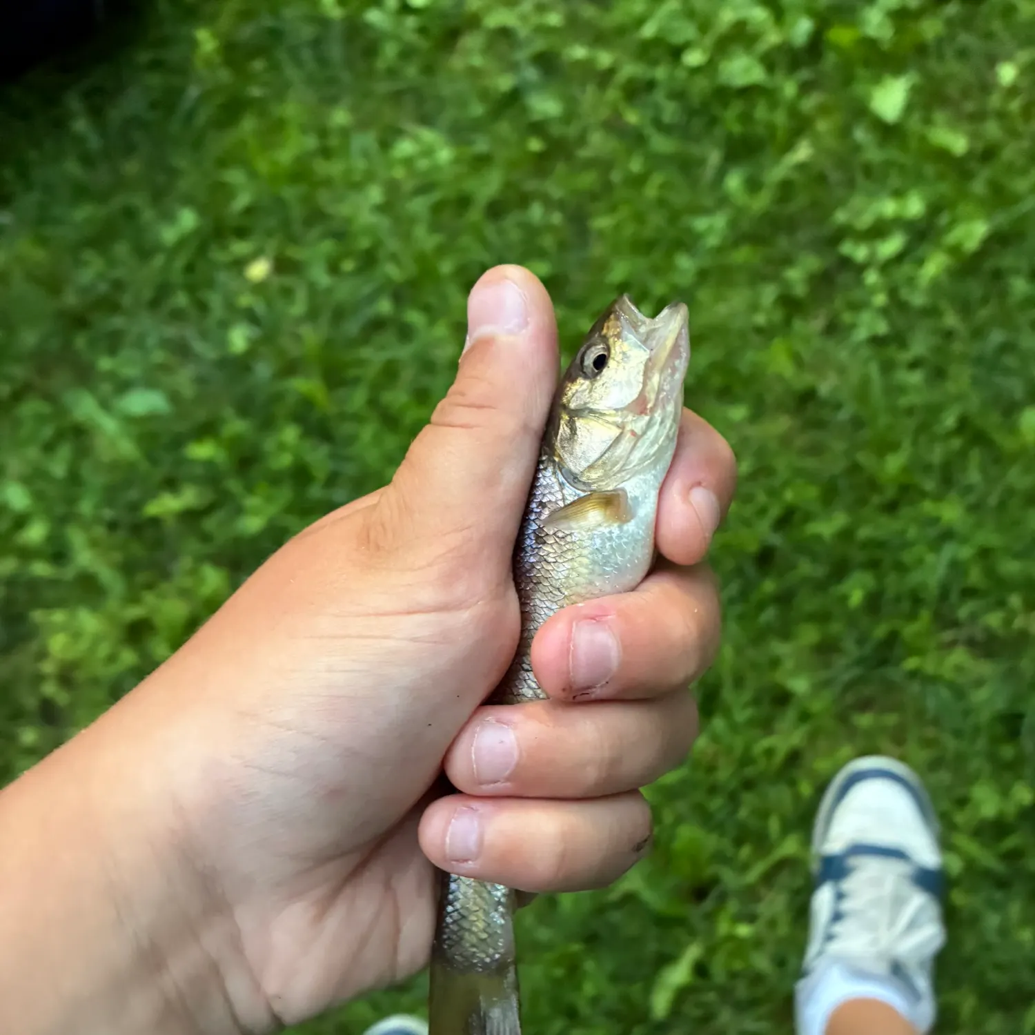 Creek chub caught on Fishbrain