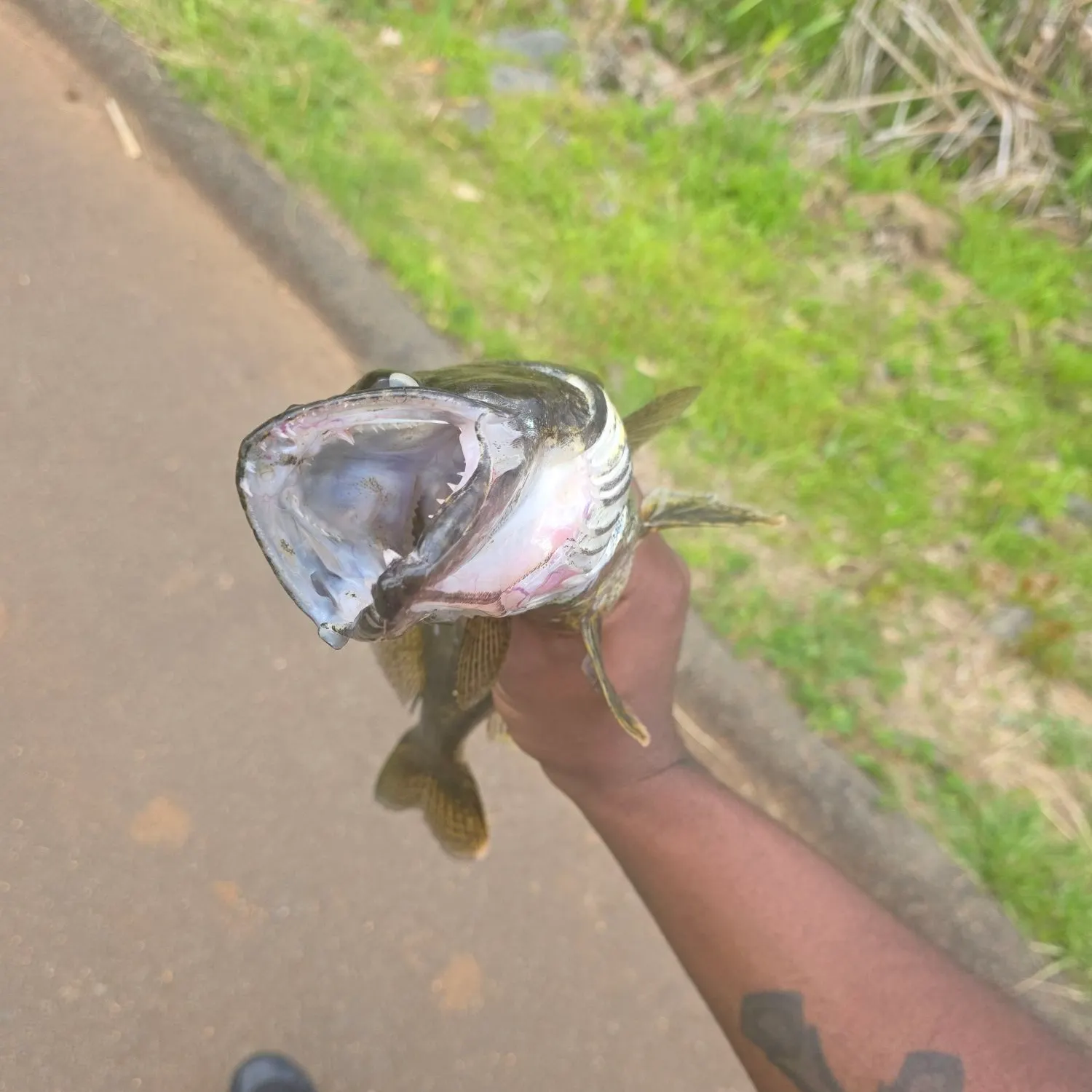 catch
