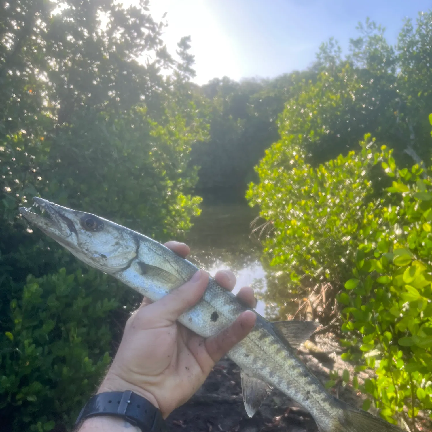 The most recent Great barracuda catches on Fishbrain