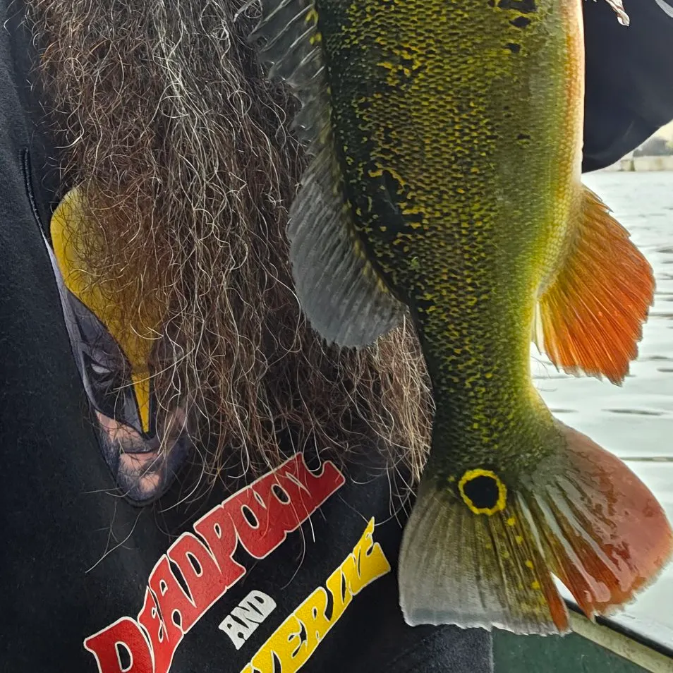 The most recent Butterfly peacock bass catches on Fishbrain