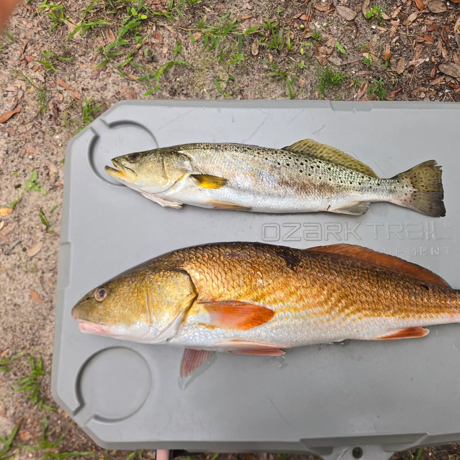 Spotted seatrout caught on Fishbrain
