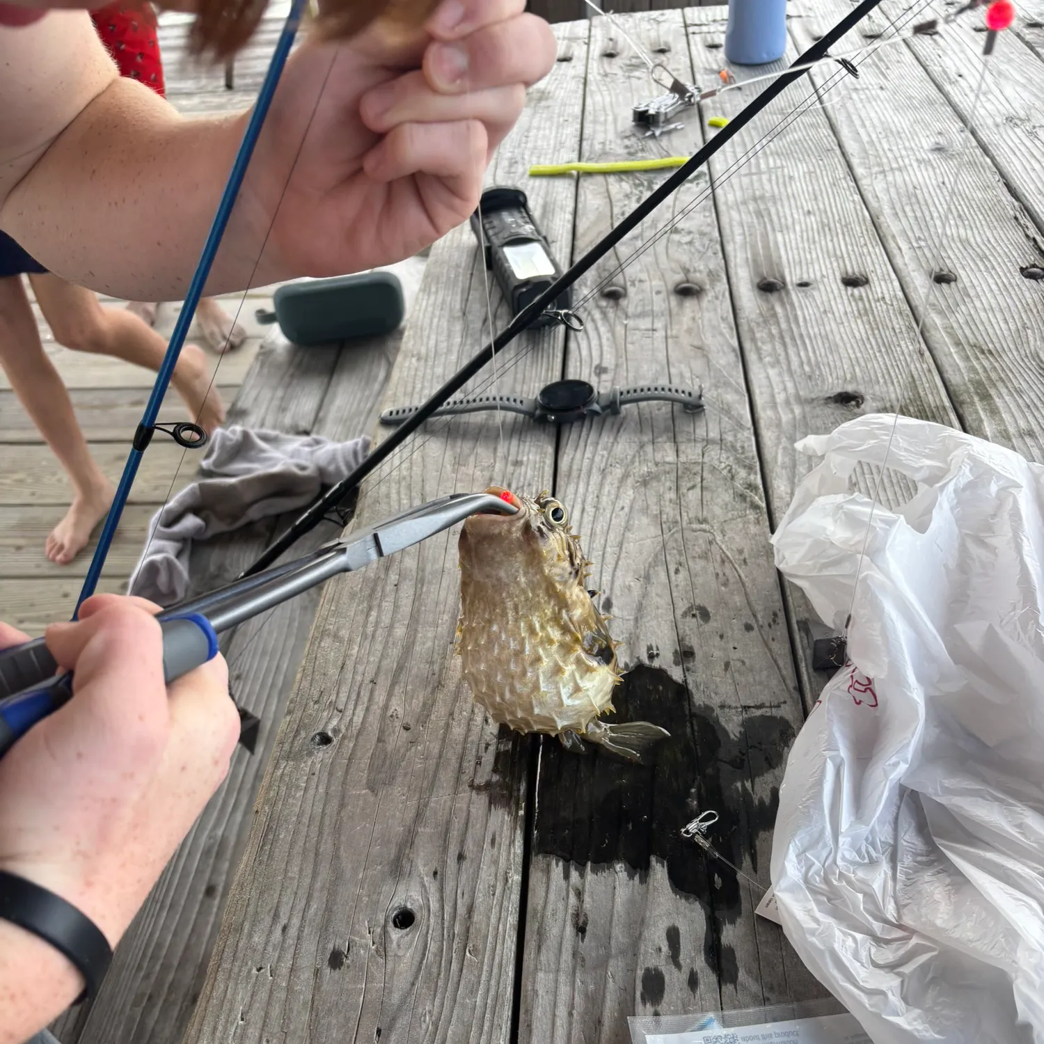 recently logged catches