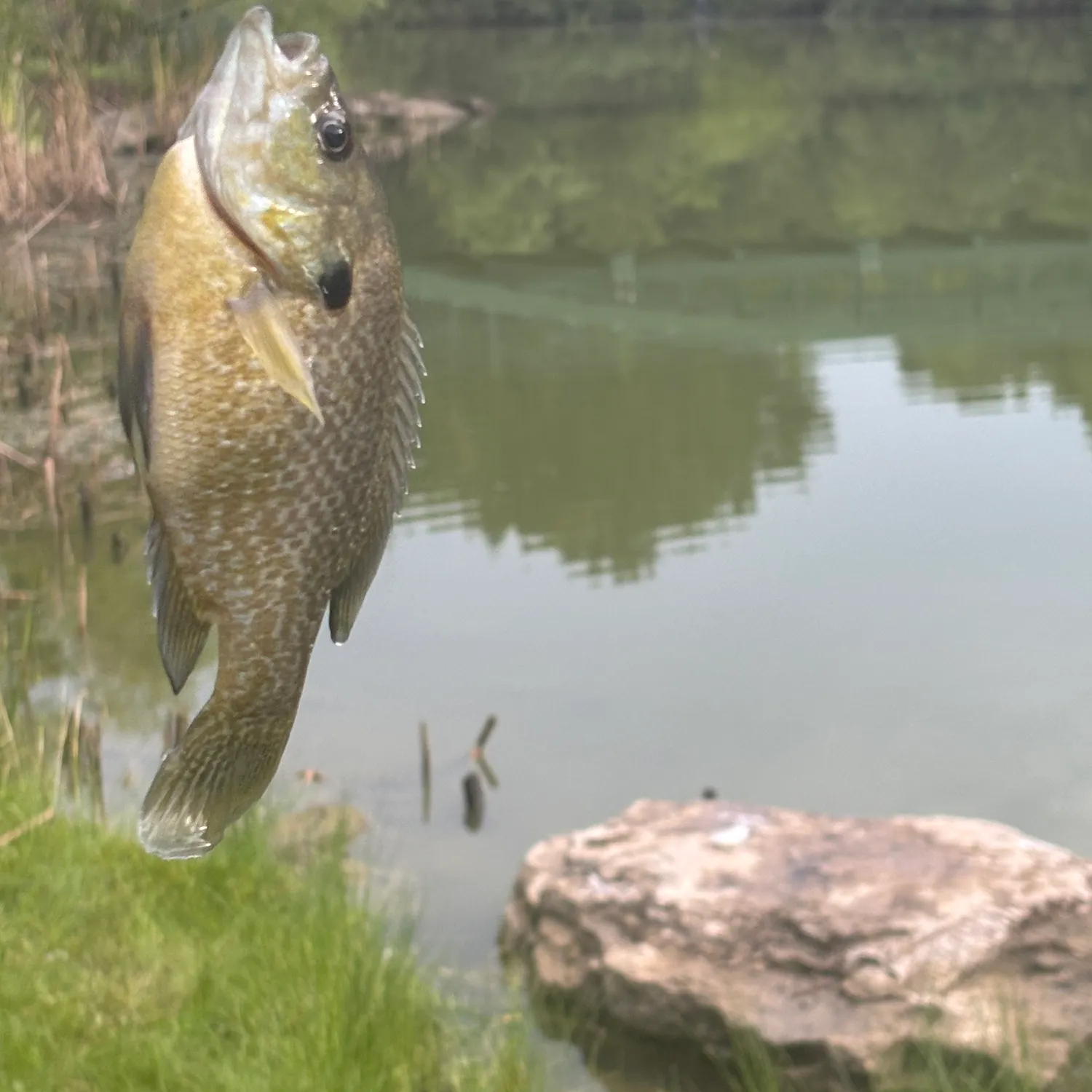 Bluegill caught on Fishbrain