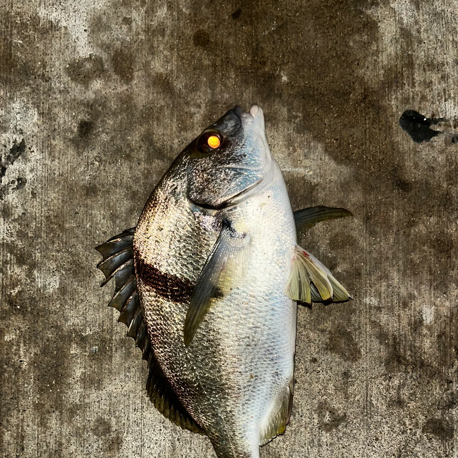 The most recent Black croaker catches on Fishbrain