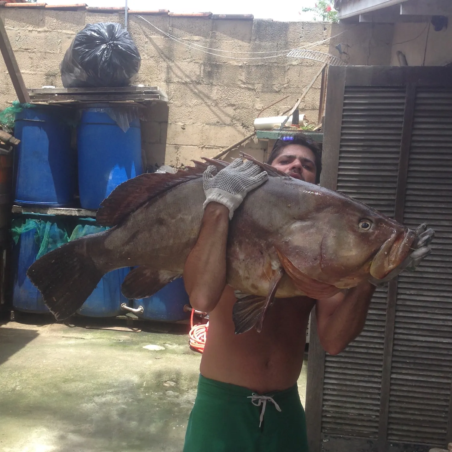 The most recent Gag grouper catches on Fishbrain