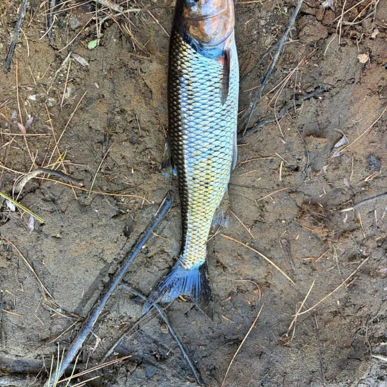 Fallfish caught on Fishbrain