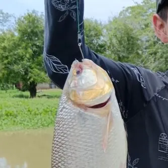 The most recent Dorada catches on Fishbrain