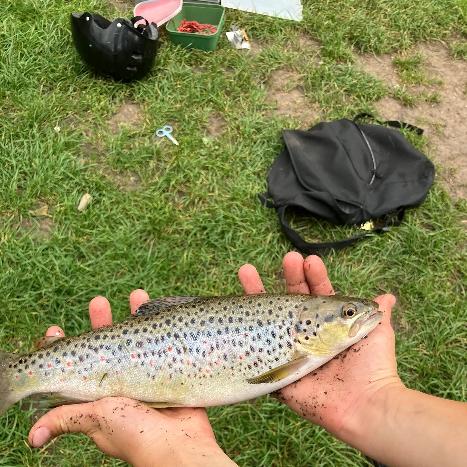 Brown trout caught on Fishbrain