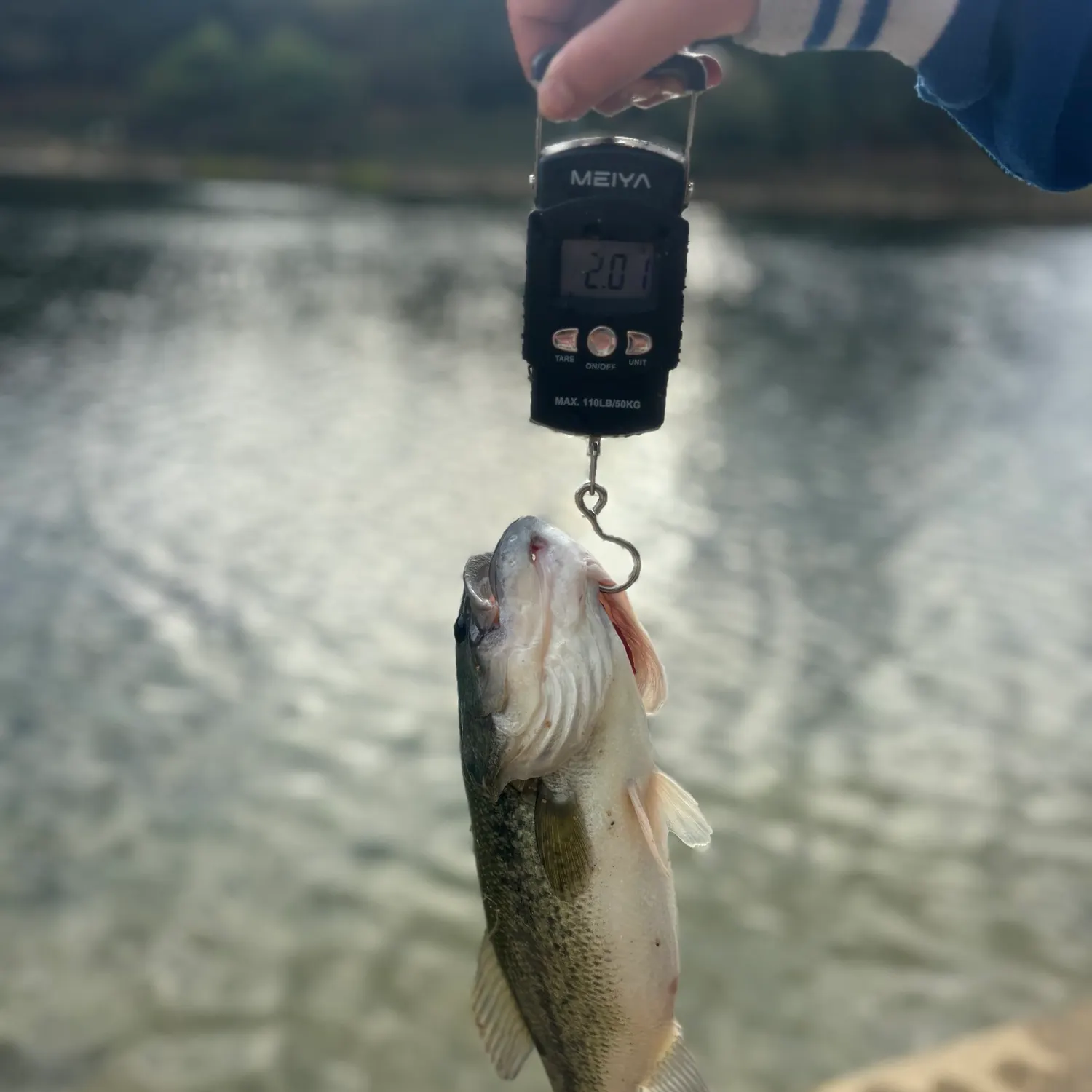 Largemouth bass caught on Fishbrain