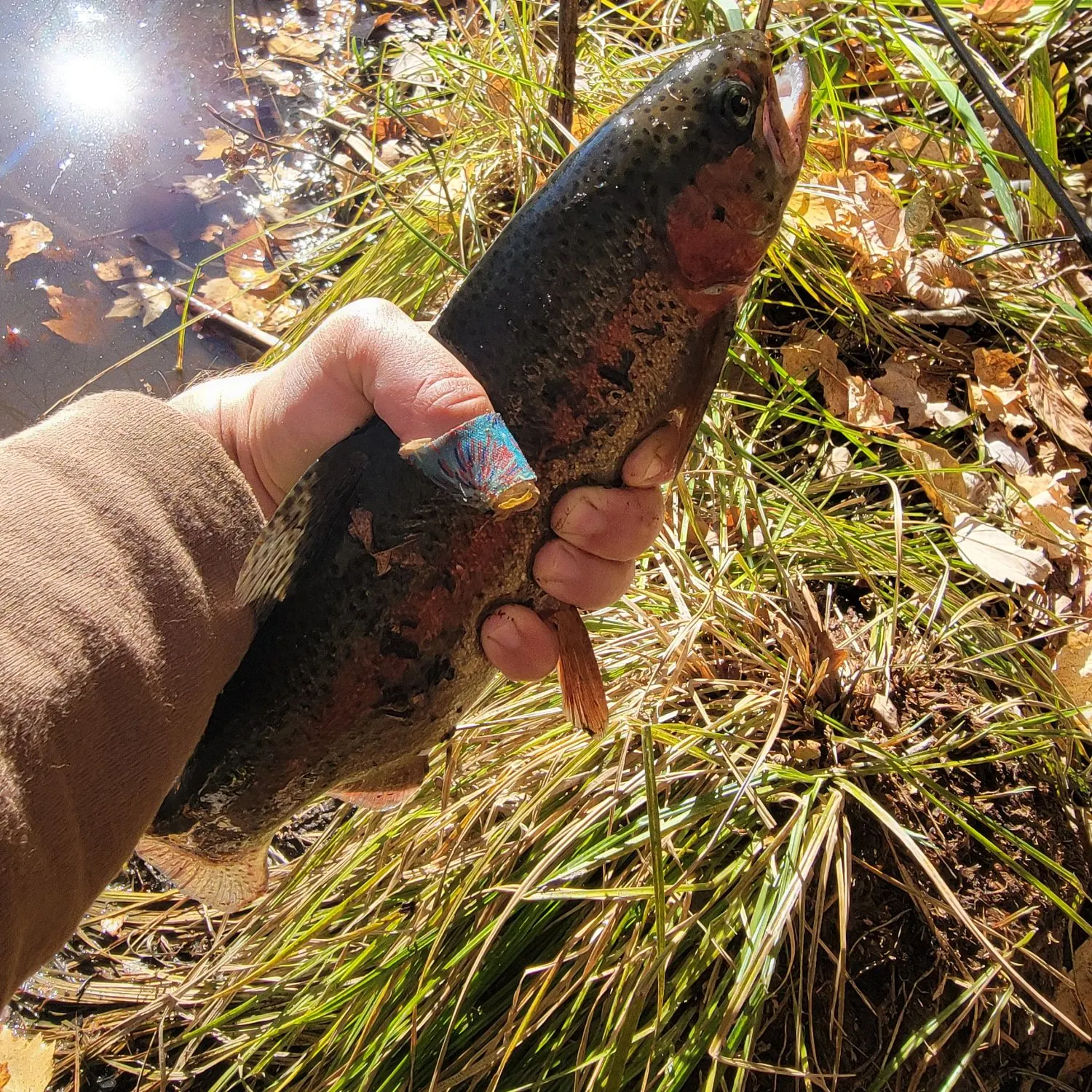 Rainbow trout caught on Fishbrain