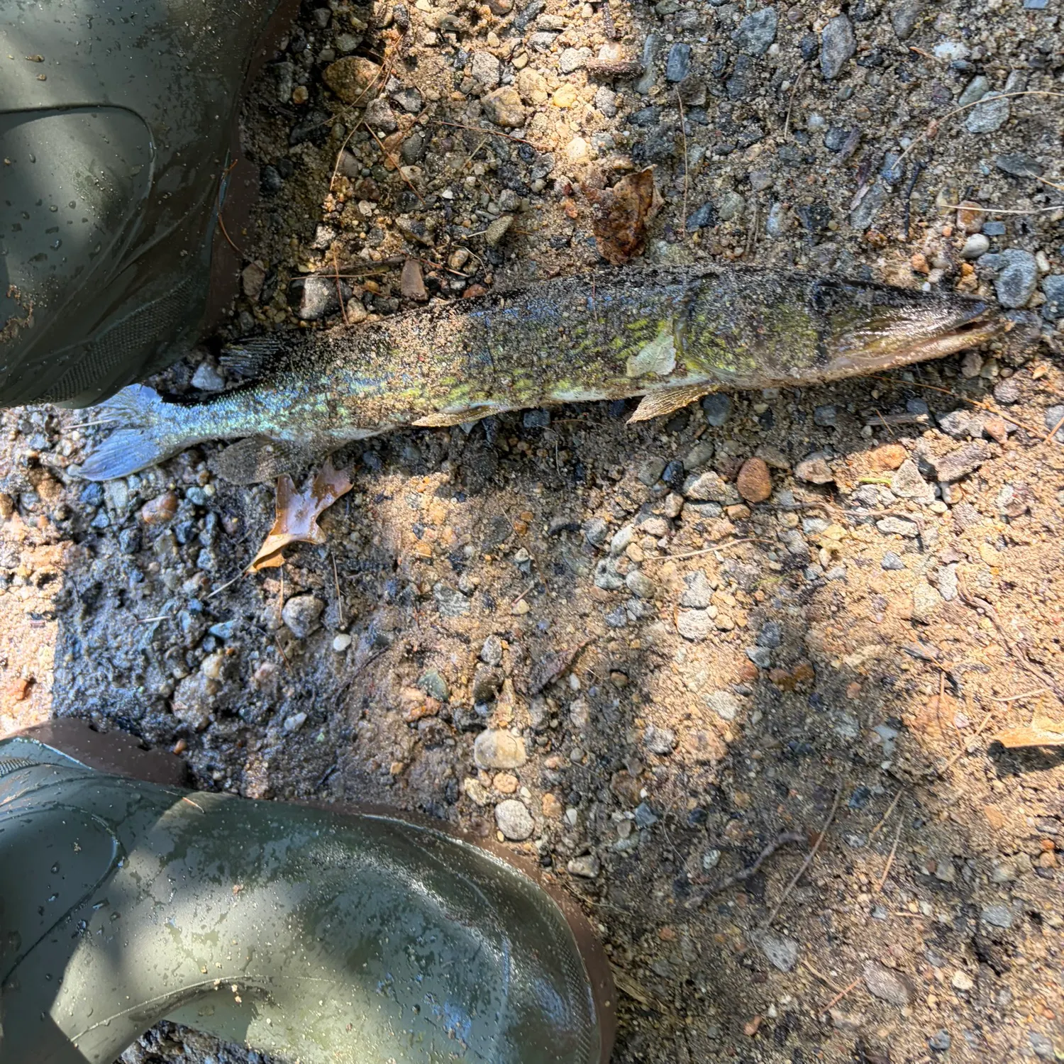 Chain pickerel caught on Fishbrain