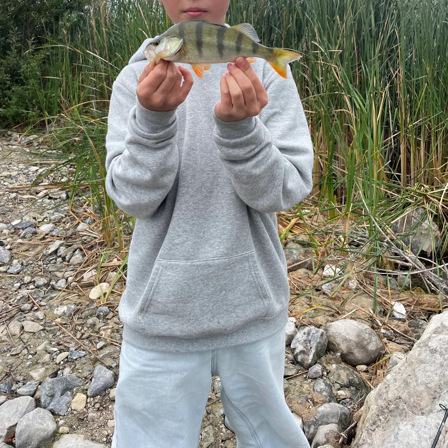 European perch caught on Fishbrain