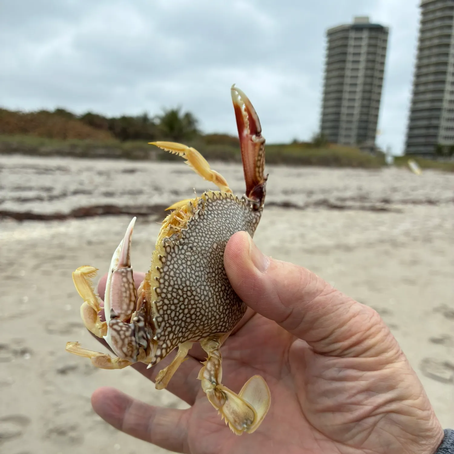 The most recent Atlantic rock crab catches on Fishbrain