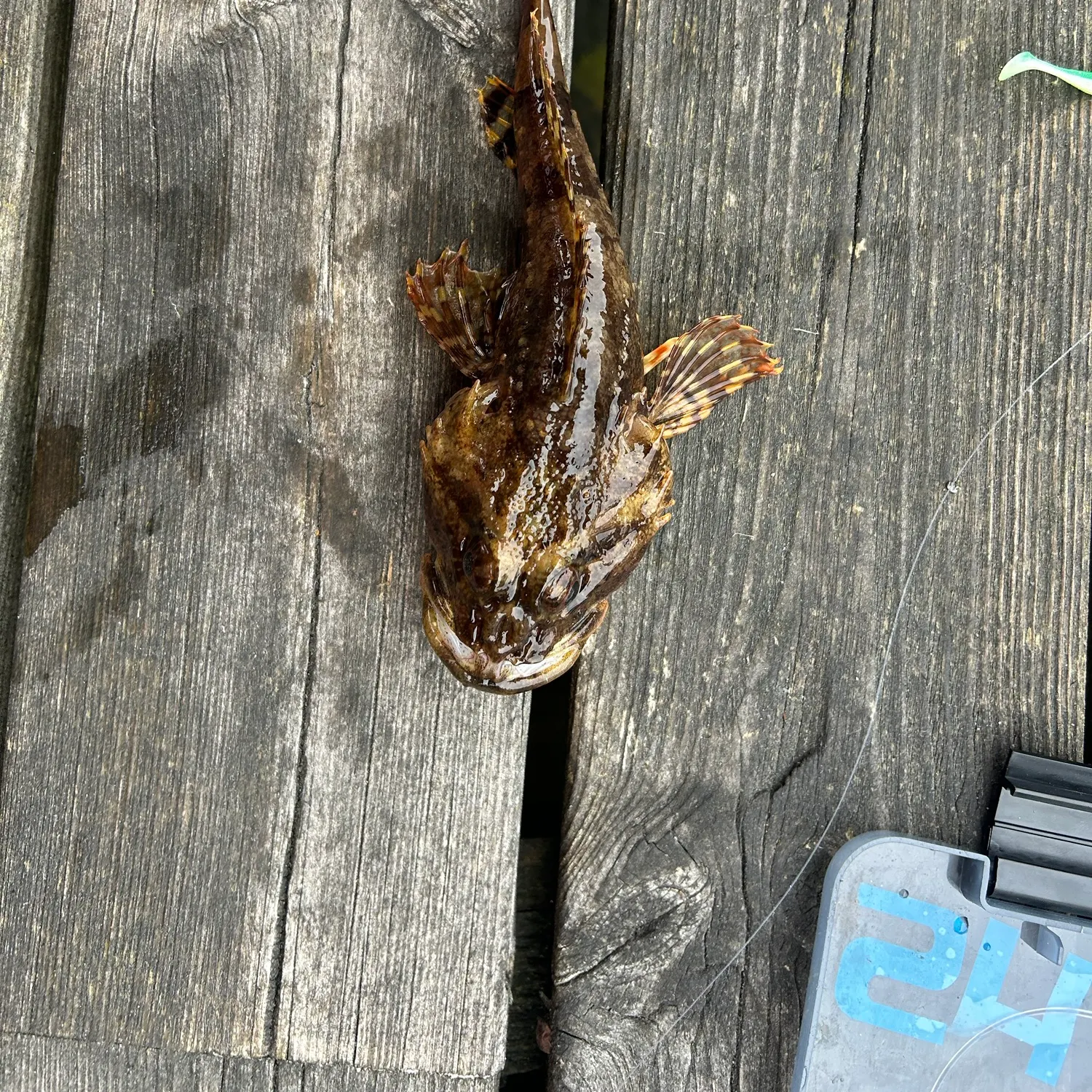 The most recent Shorthorn sculpin catches on Fishbrain