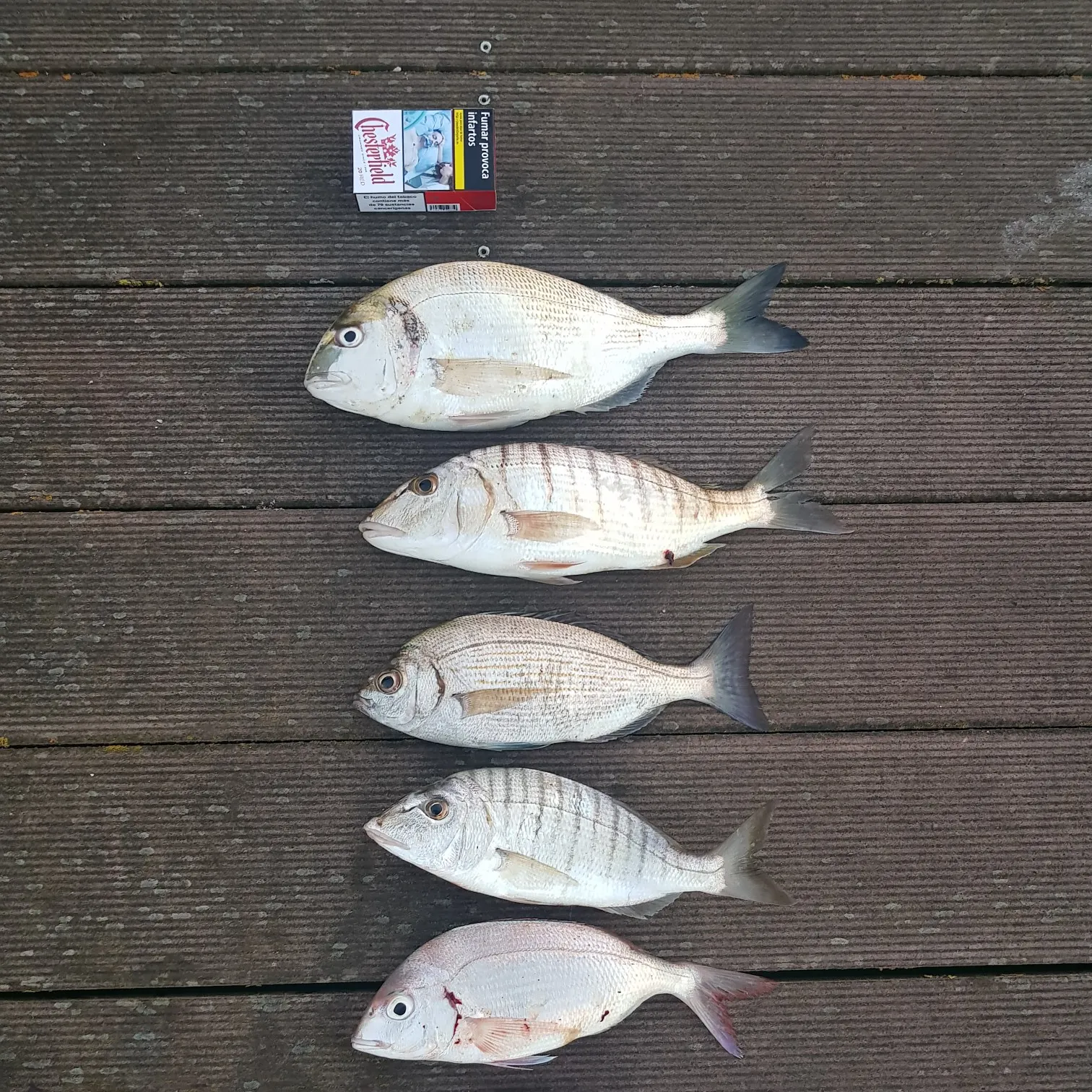 recently logged catches