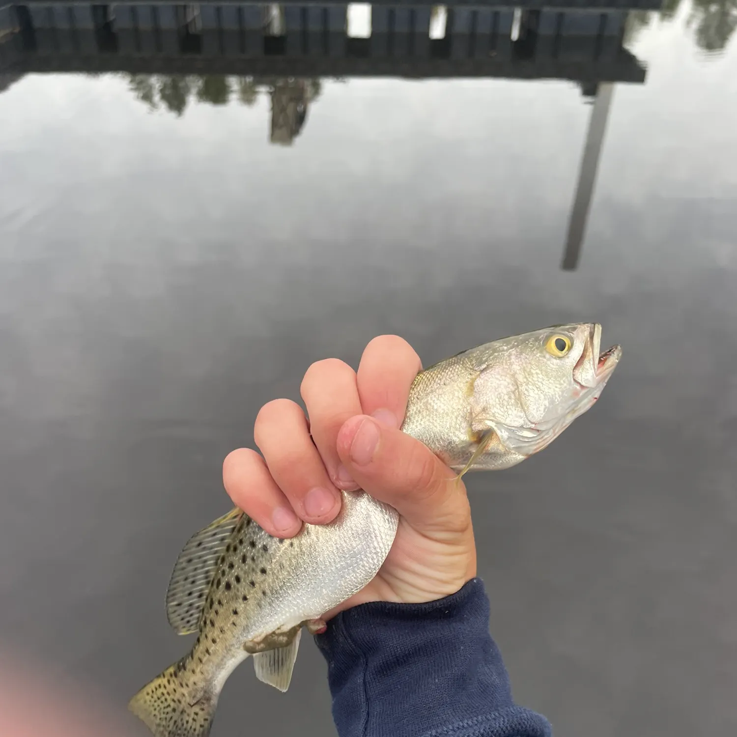 Spotted seatrout caught on Fishbrain