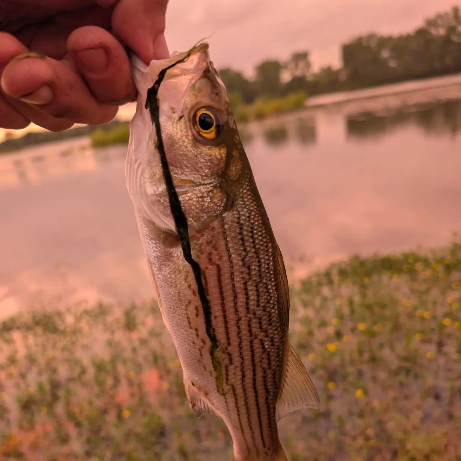 Wiper caught on Fishbrain