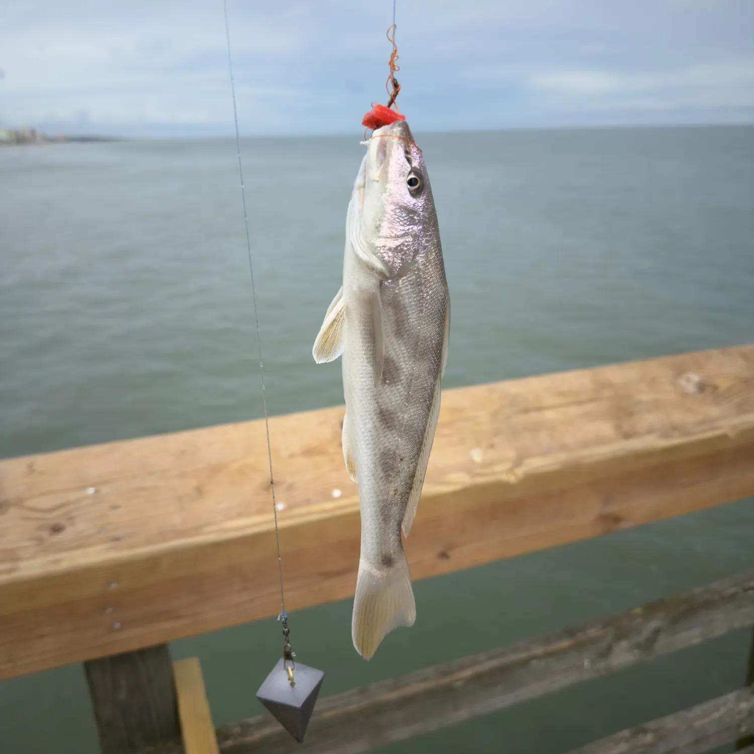 Whiting caught on Fishbrain