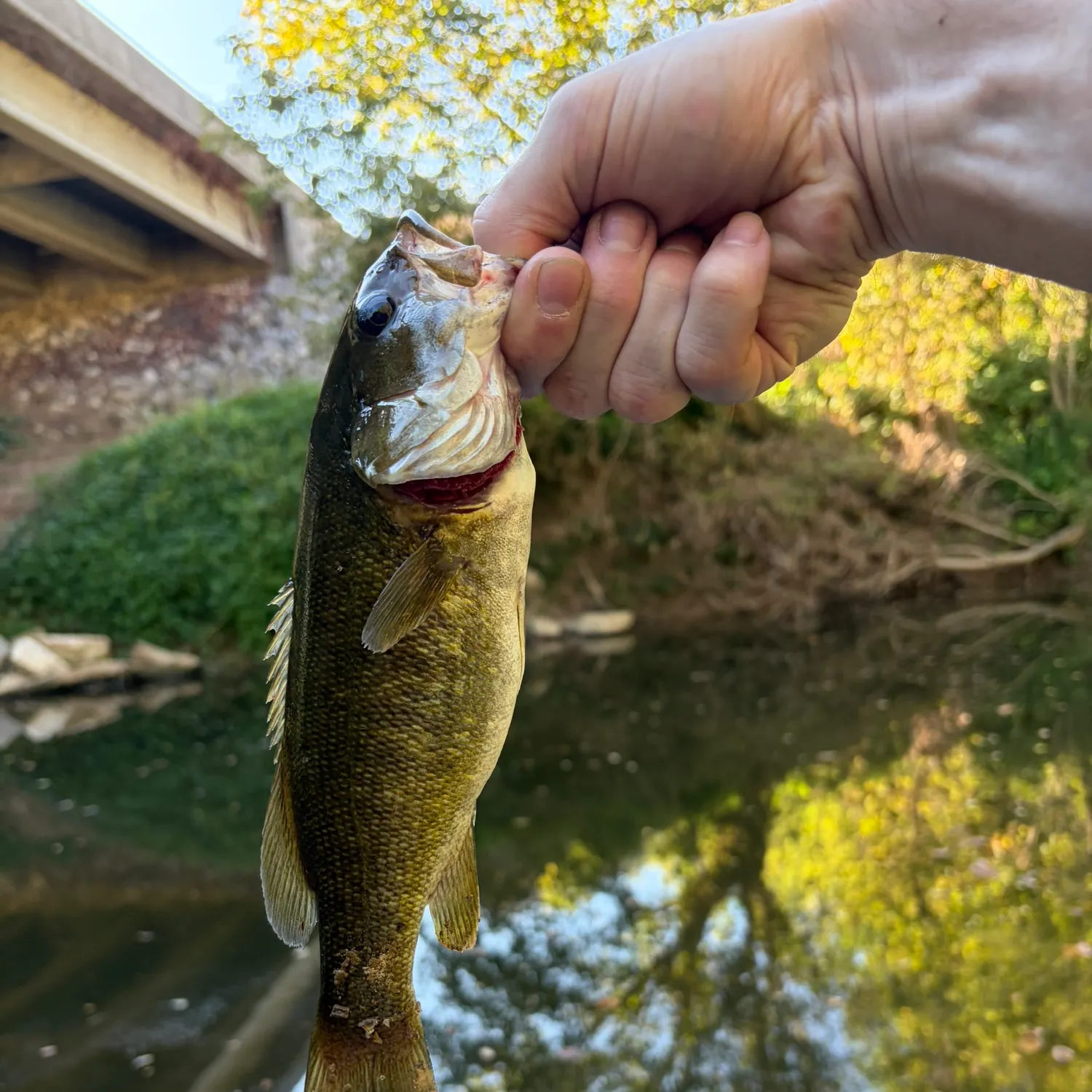 Smallmouth bass caught on Fishbrain