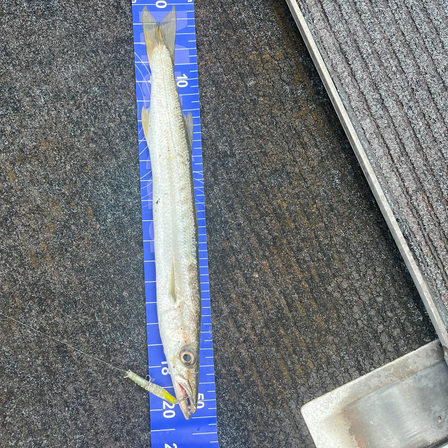 The most recent Common pike conger catches on Fishbrain