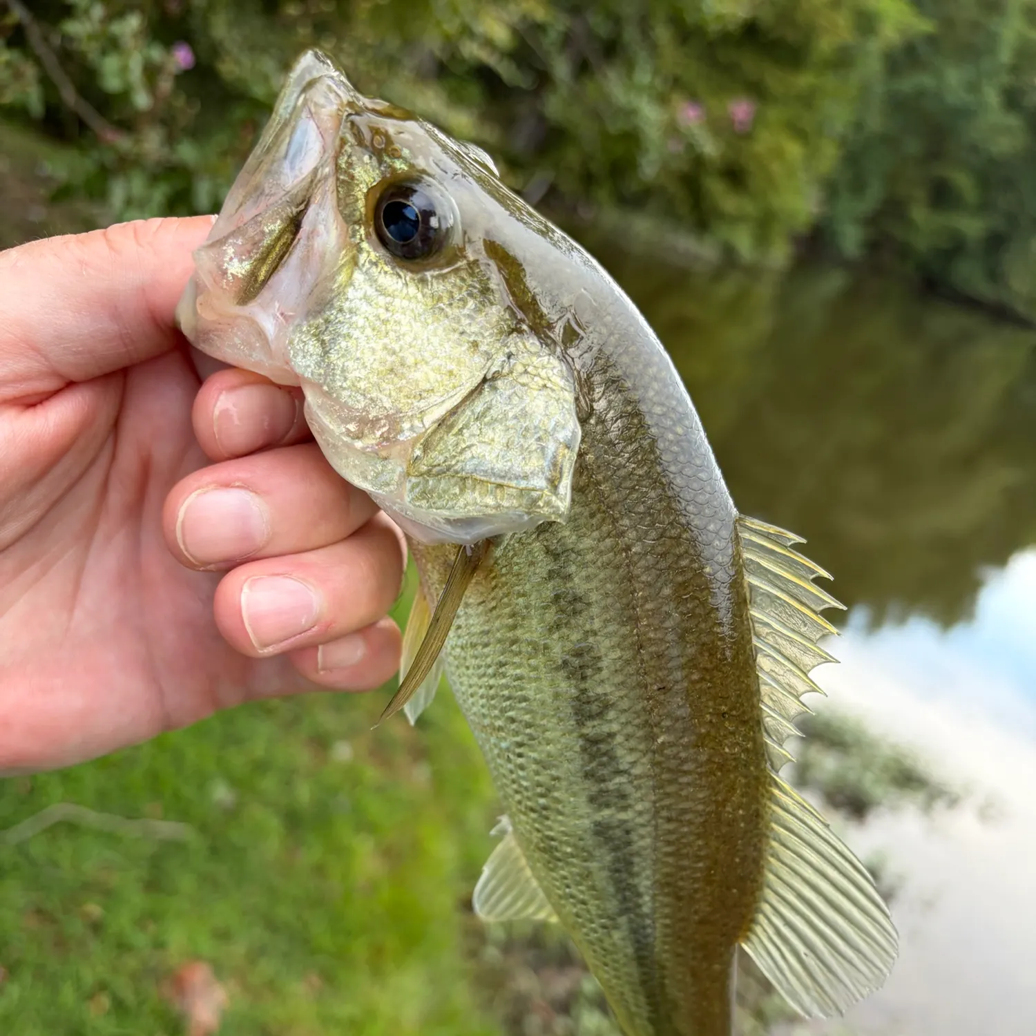 Largemouth bass caught on Fishbrain