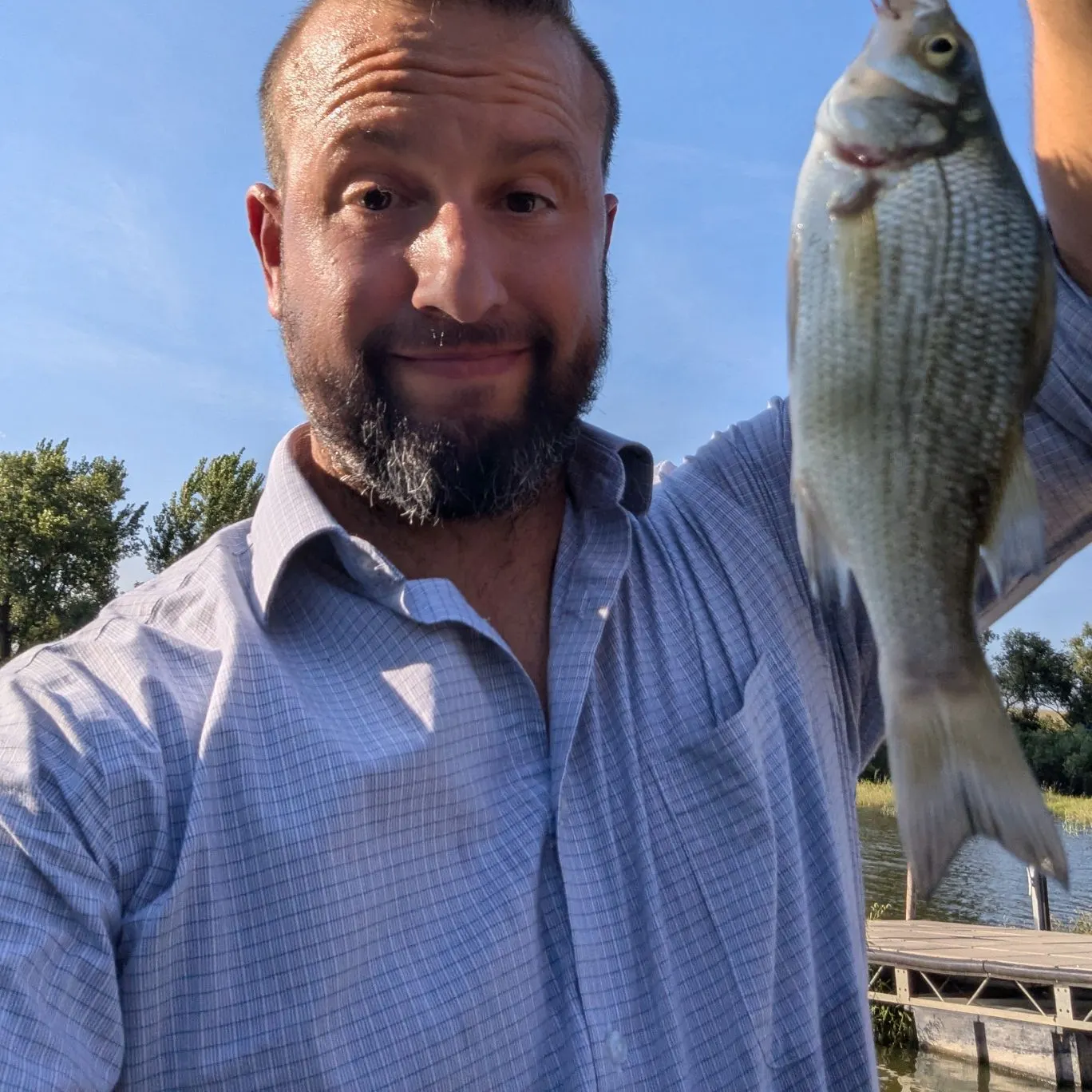 White perch caught on Fishbrain