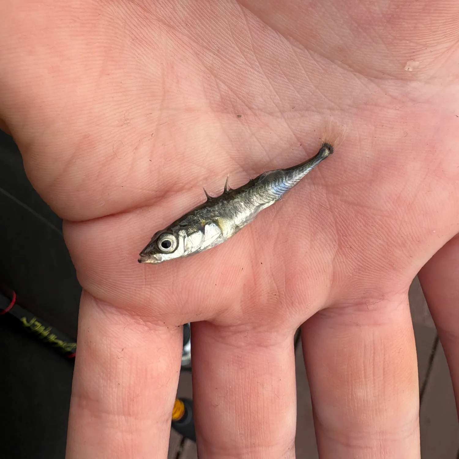 Three-spined stickleback caught on Fishbrain