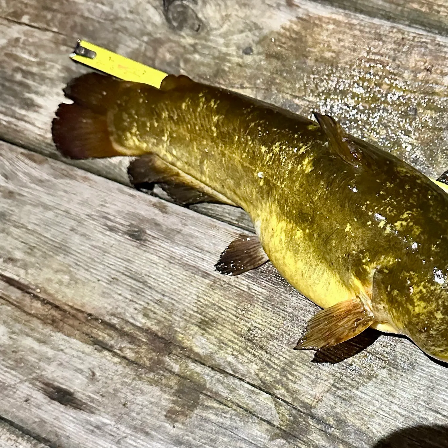 Brown bullhead caught on Fishbrain