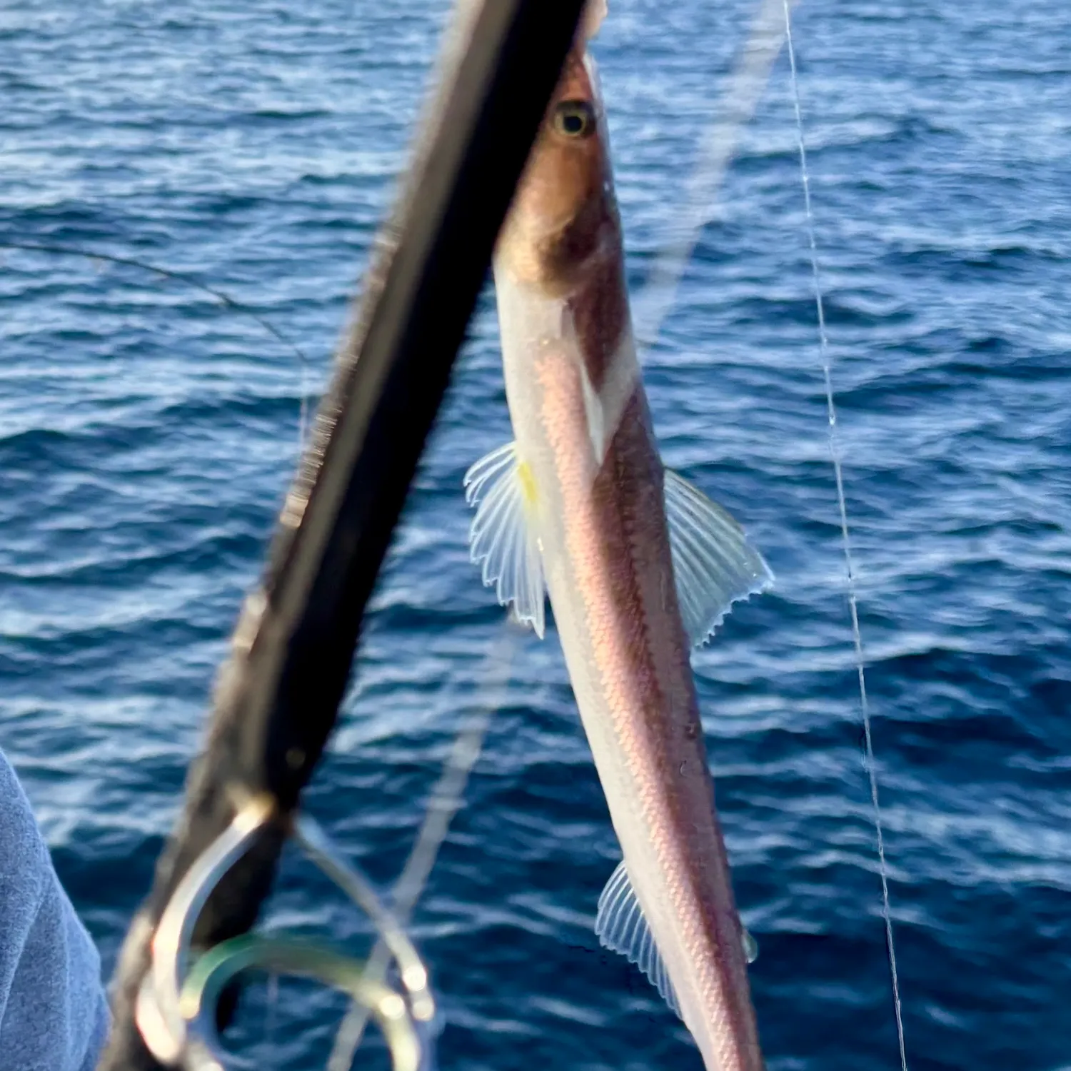 The most recent California lizardfish catches on Fishbrain