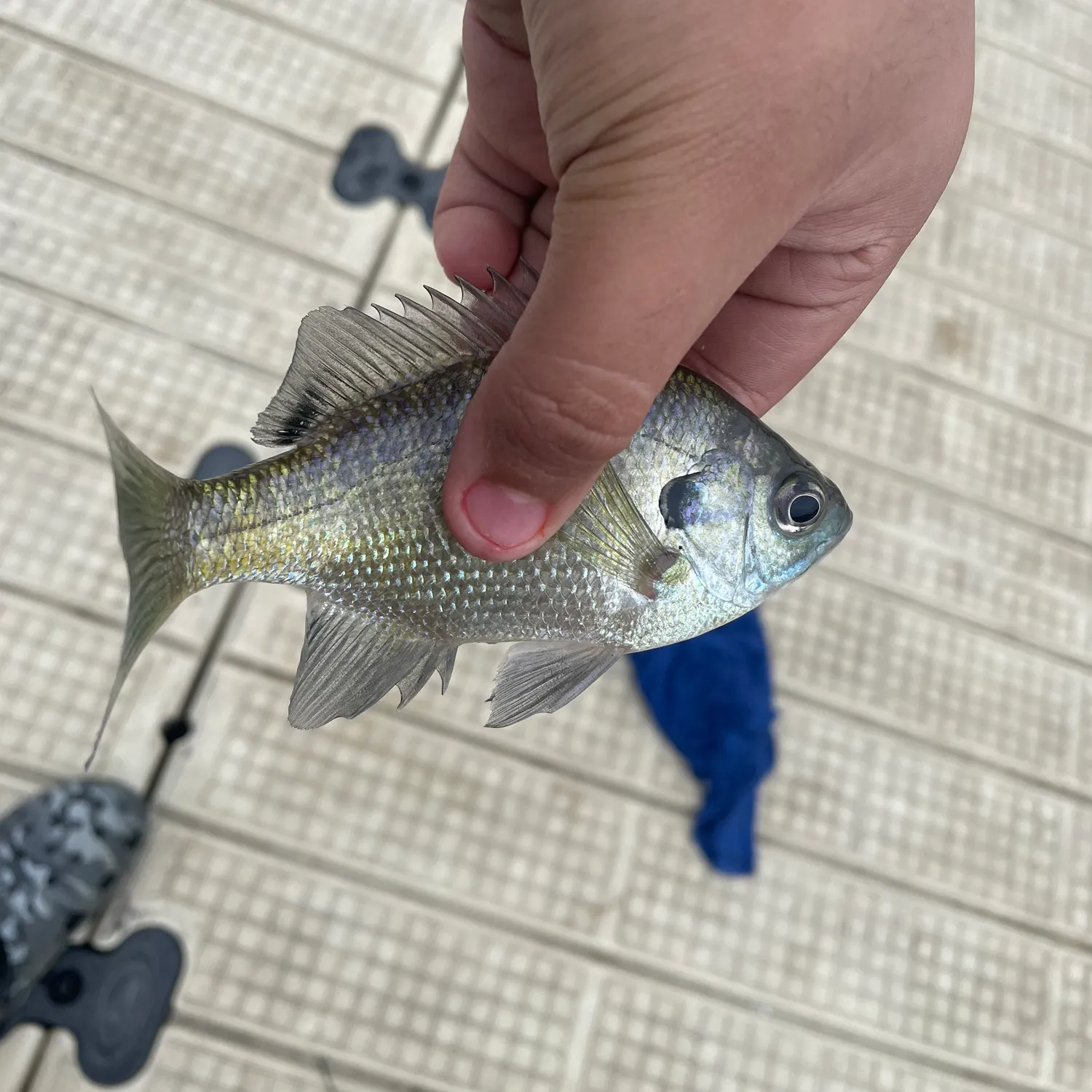 Bluegill caught on Fishbrain