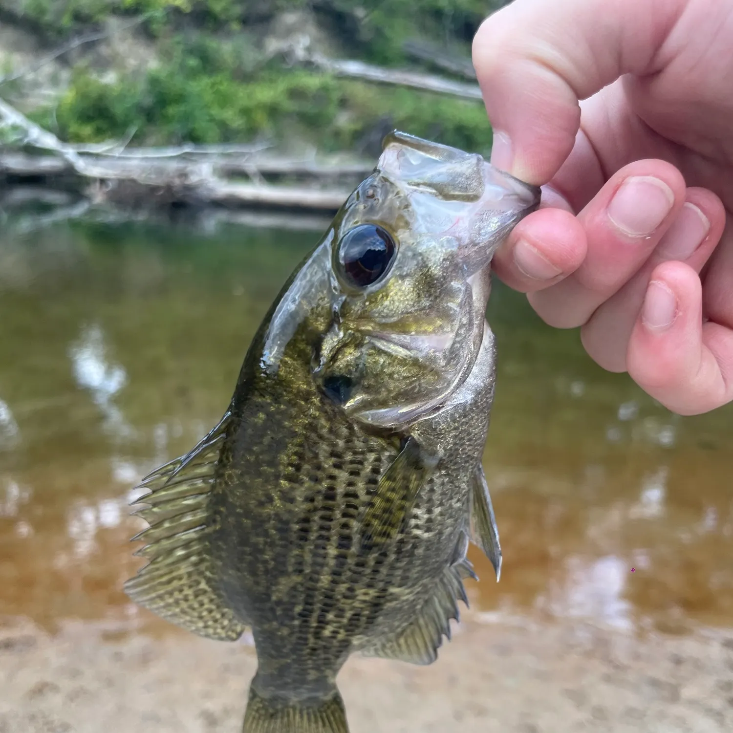 Rock bass caught on Fishbrain