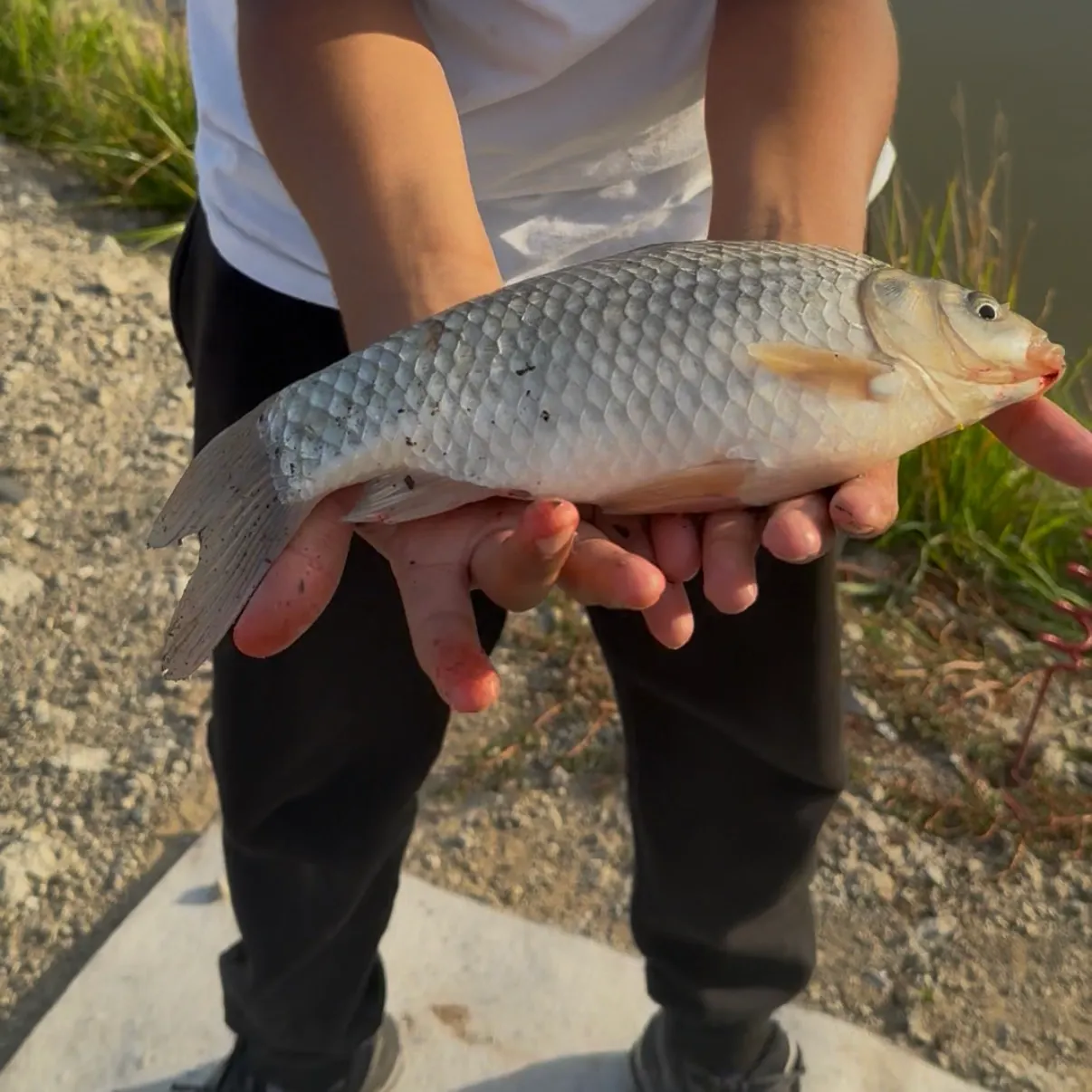 The most recent Crucian carp catches on Fishbrain