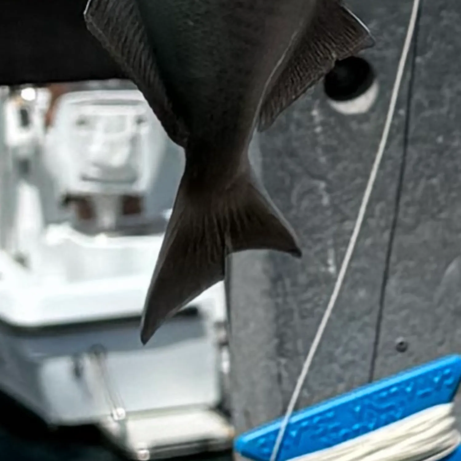 The most recent Halfmoon catches on Fishbrain