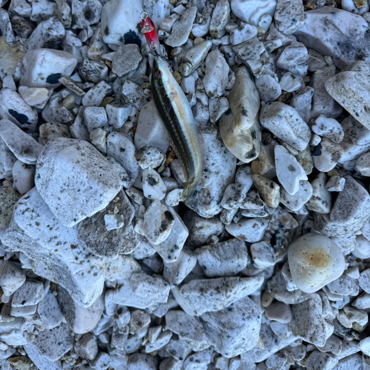 The most recent Ornate wrasse catches on Fishbrain