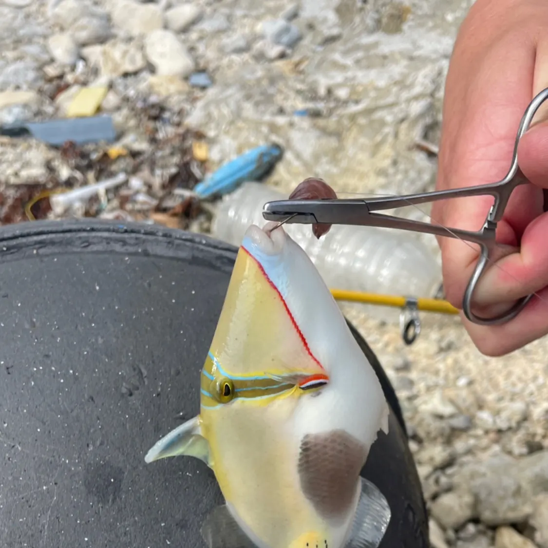 The most recent Wedge-tail triggerfish catches on Fishbrain