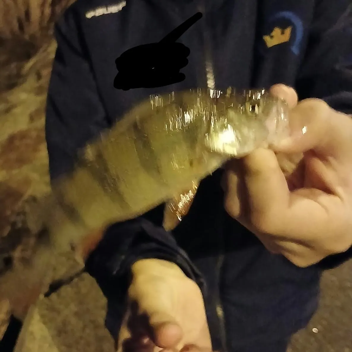European perch caught on Fishbrain